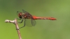 J01_3561 Sympetrum sanguineum male